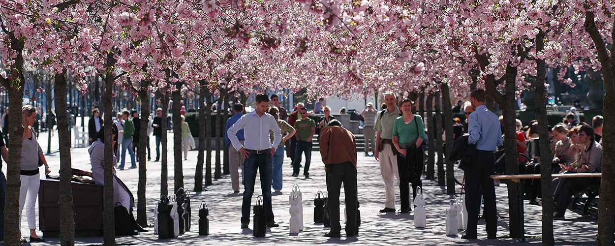 20070415_Körsbärsträden_i_Kungsträdgården_034.jpg